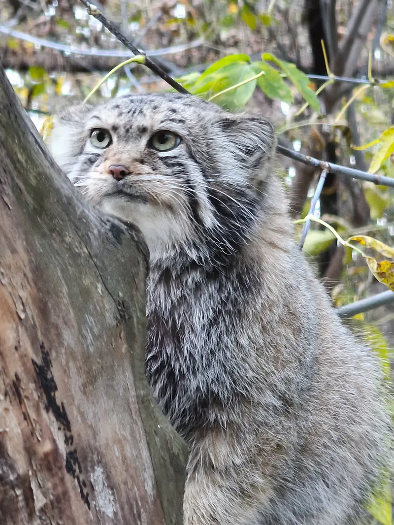 A photograph of Eve in Novosibirsk Zoo