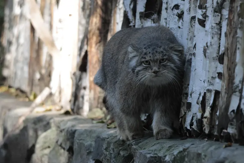 A photograph of Mia in Novosibirsk Zoo