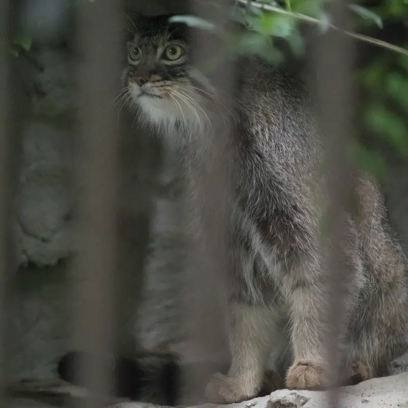 A photograph of Figa in Nogeyama Zoo