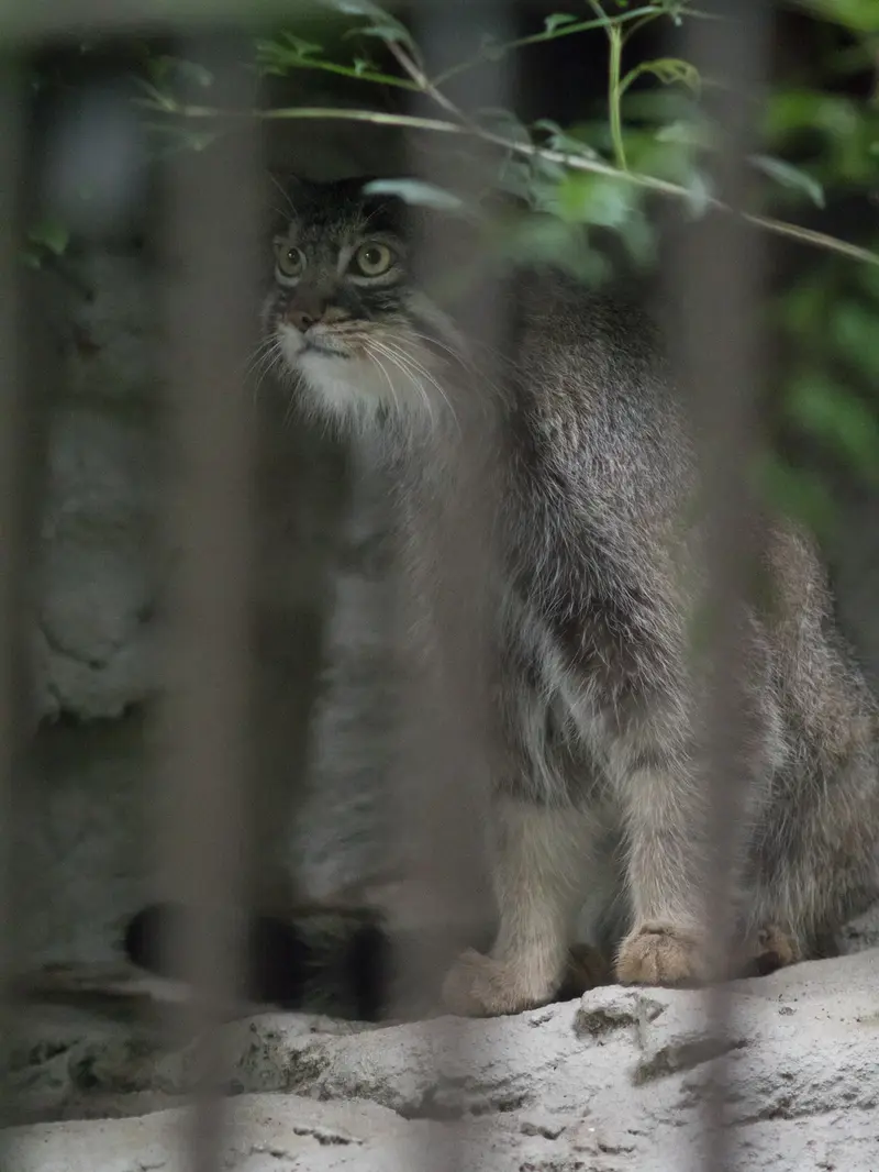 A photograph of Figa in Nogeyama Zoo