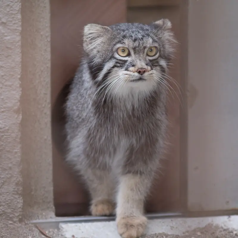 A photograph of Figa in Nogeyama Zoo