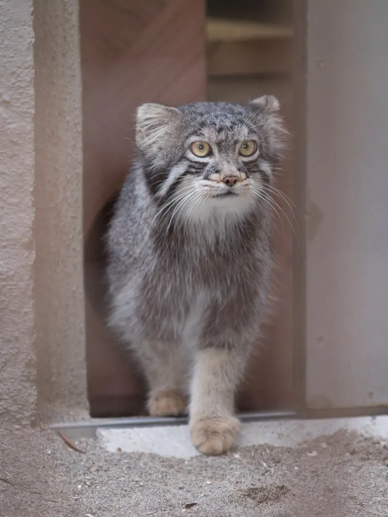 A photograph of Figa in Nogeyama Zoo