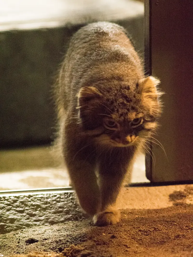 A photograph of Figa in Nogeyama Zoo