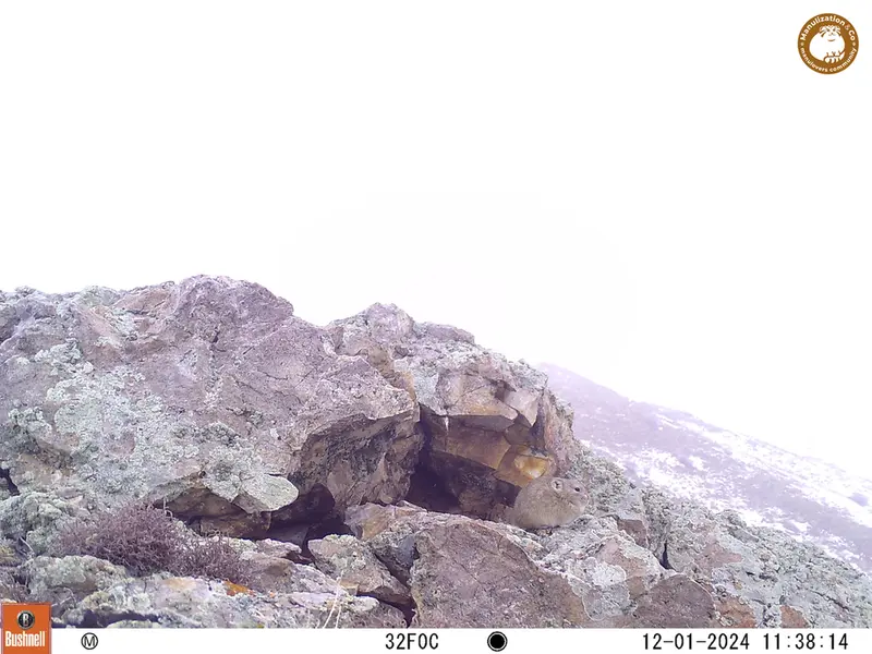 A photograph of Pika from Besshoky 1 camera trap