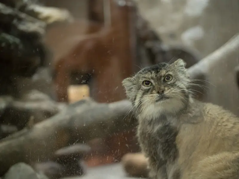 A photograph of Primula in Ueno Zoological Gardens