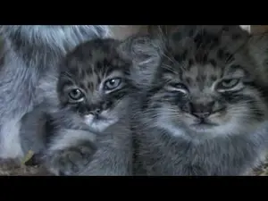 A video of Shiva, Tula, and Aduva in The Big Cat Sanctuary