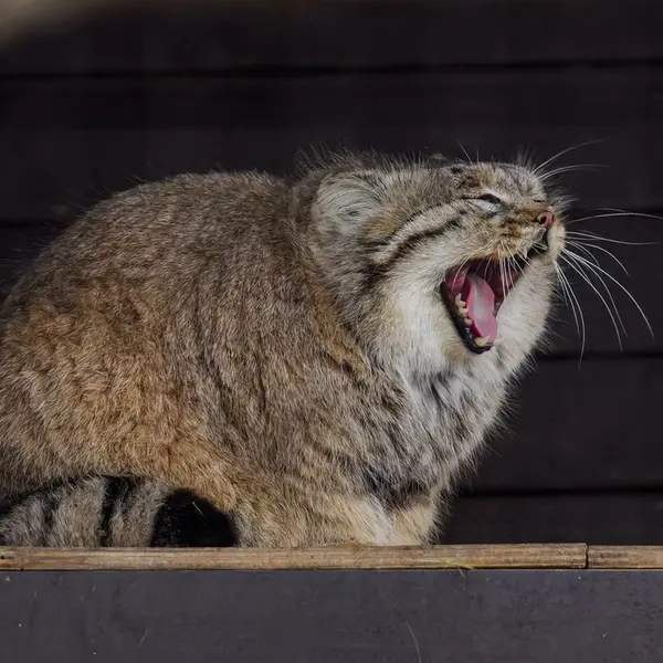 A photograph of Muztau in Brno Zoo