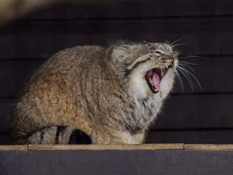 A photograph of Muztau in Brno Zoo