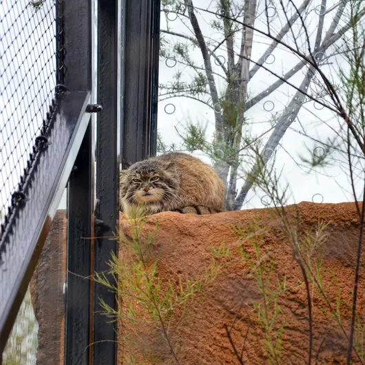 A photograph of Spay in Prague Zoo