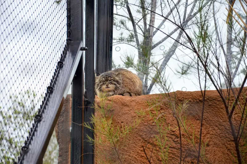 A photograph of Spay in Prague Zoo