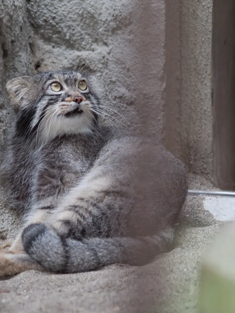 A photograph of Figa in Nogeyama Zoo