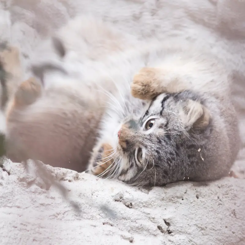 A photograph of Figa in Nogeyama Zoo
