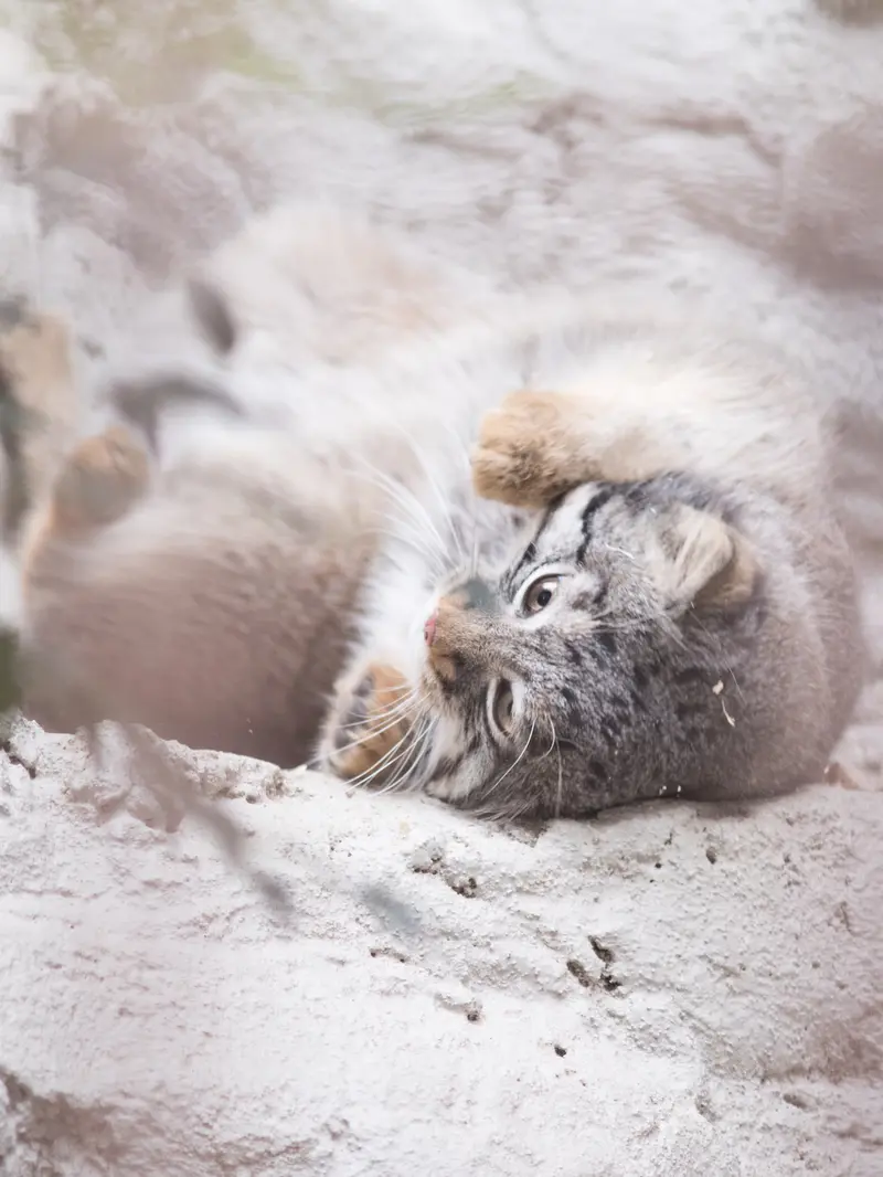 A photograph of Figa in Nogeyama Zoo