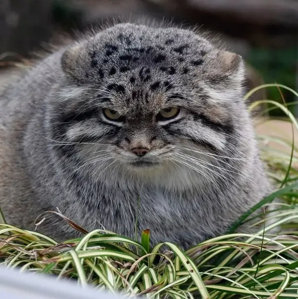 A photograph of a Pallas's cat