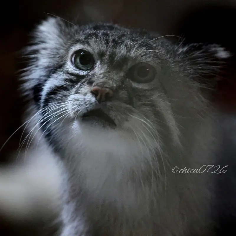 A photograph of Klyon in Ueno Zoological Gardens