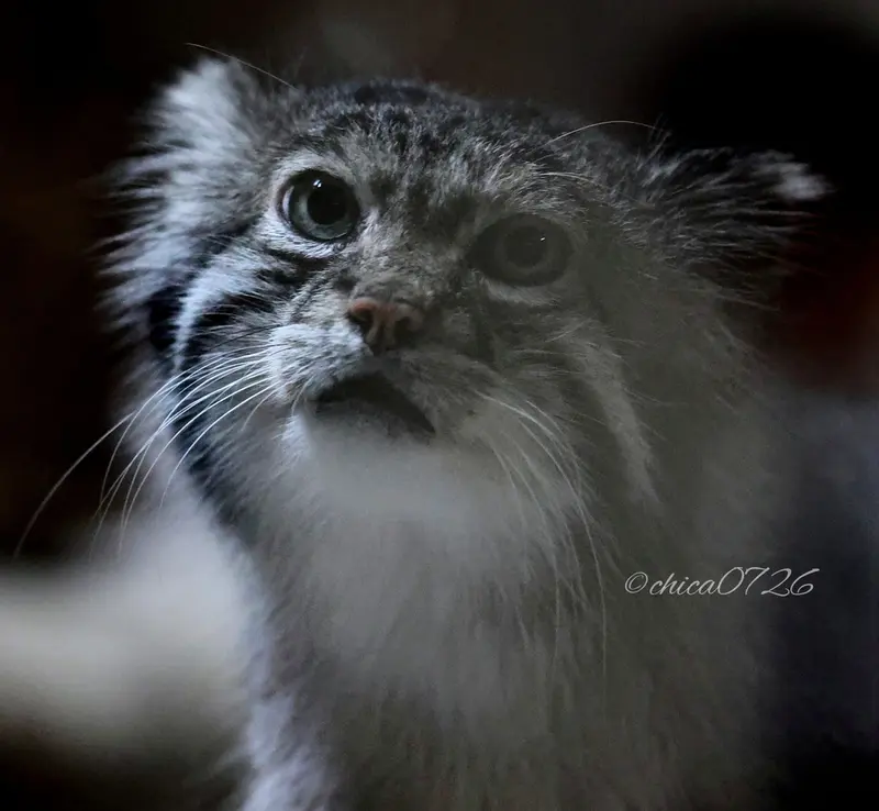 A photograph of Klyon in Ueno Zoological Gardens