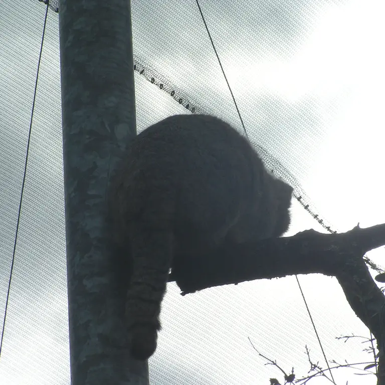 A photograph of Bat-Erdene in The Lakeland Wildlife Oasis