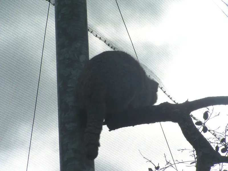 A photograph of Bat-Erdene in The Lakeland Wildlife Oasis