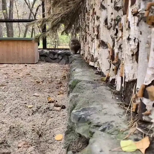 A photograph of Lastochka in Novosibirsk Zoo