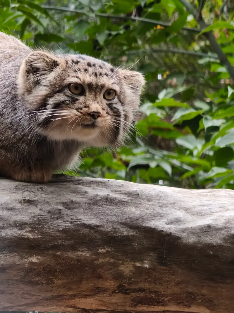 A photograph of a Pallas's cat in Novosibirsk Zoo