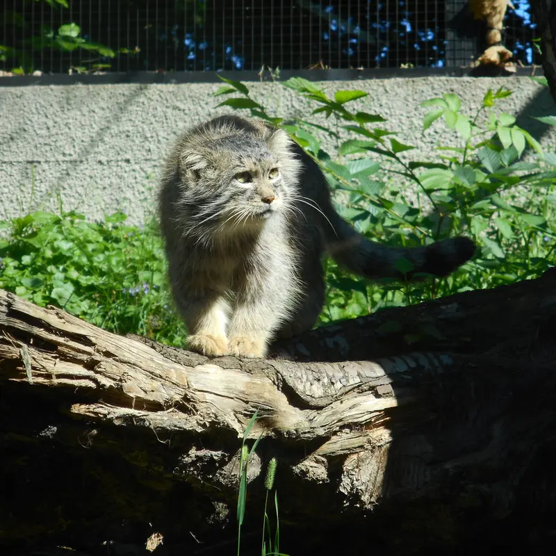 A photograph of a Pallas's cat