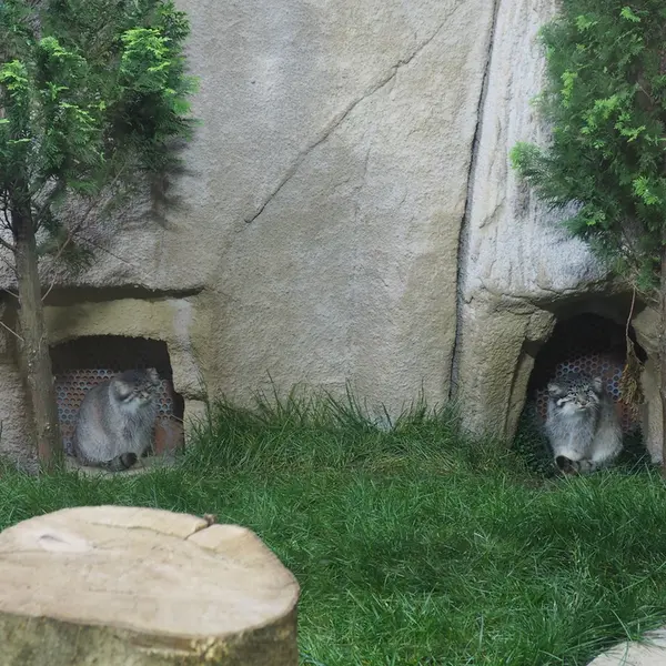 A photograph of Bor and Polly in Nasu Animal Kingdom