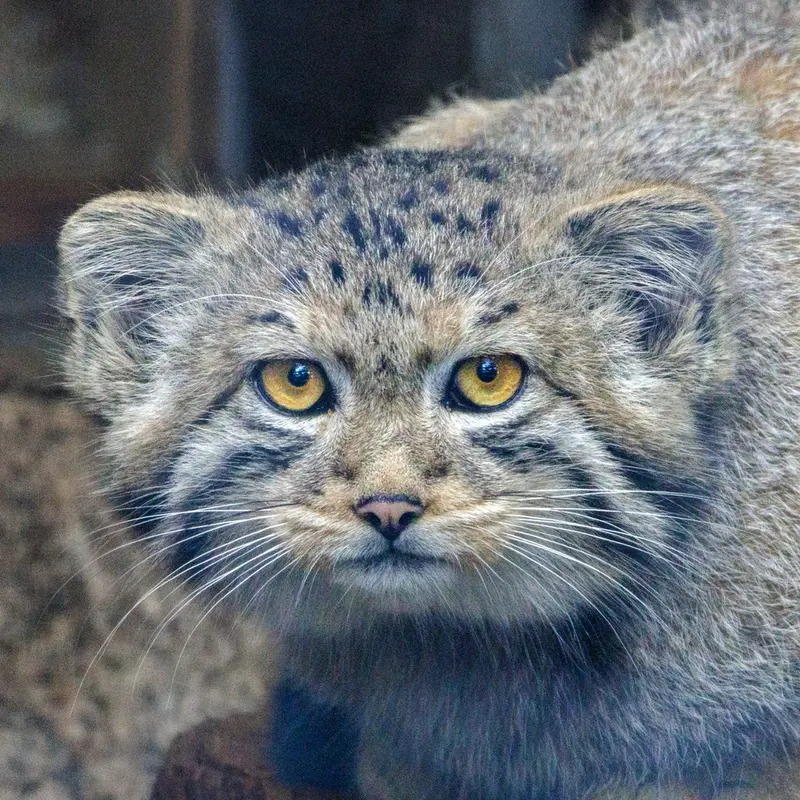 Aiden the Pallas's cat from Leningrad zoo