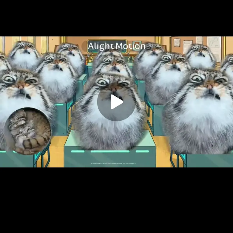 A photograph of a Pallas's cat