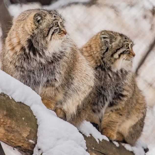 A photograph of Son of Eve 2024 Ⅰ in Novosibirsk Zoo