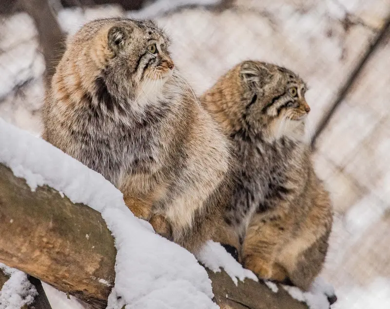 A photograph of Son of Eve 2024 Ⅰ and Sychik in Novosibirsk Zoo