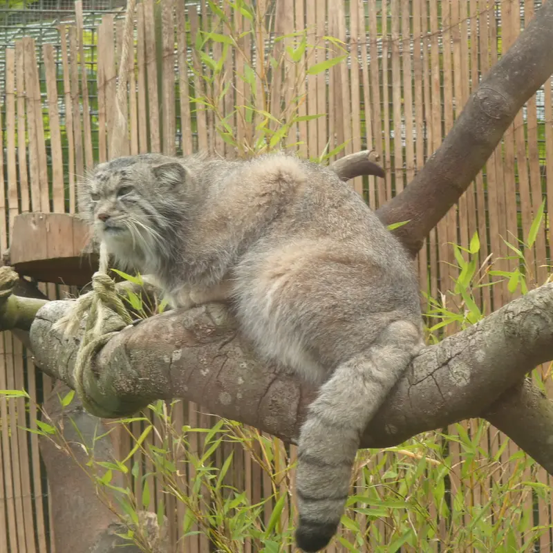A photograph of Akiko in Edinburgh Zoo