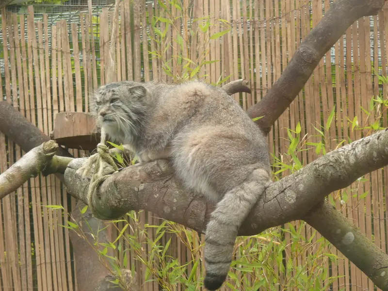 A photograph of Akiko in Edinburgh Zoo