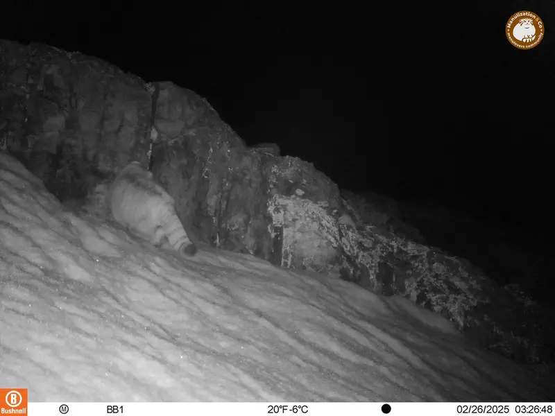 A photograph of Otocolobus manul manul from Aktas-Kunkora camera trap