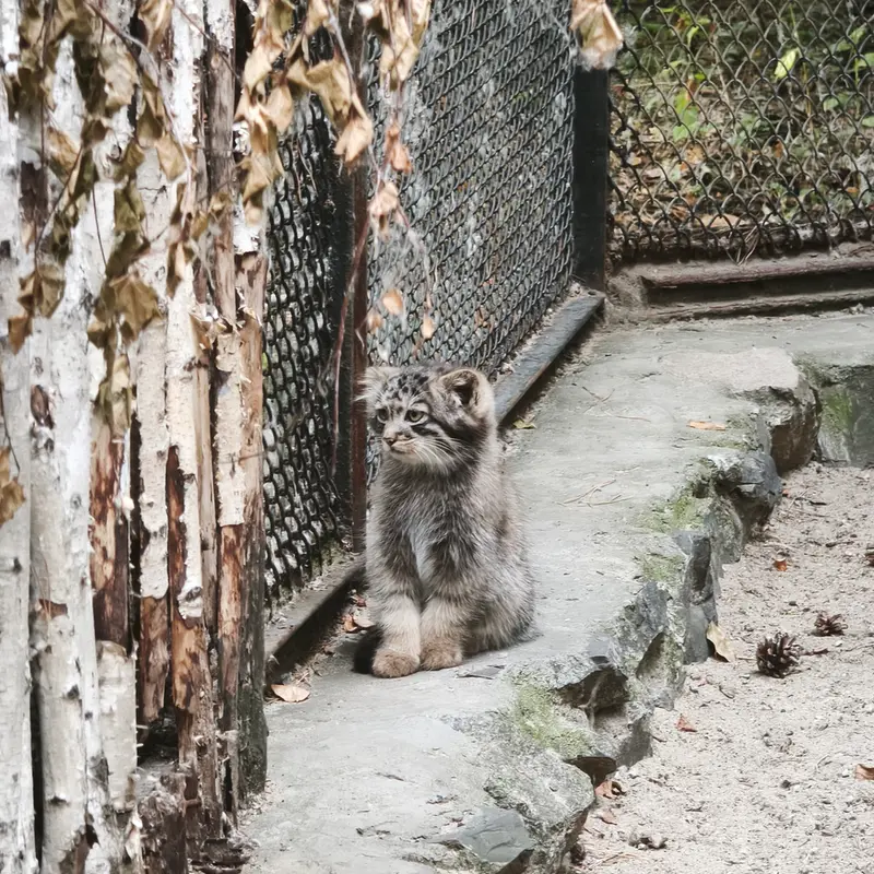 A photograph of Kitten of Adele b.2026 Ⅰ in Novosibirsk Zoo
