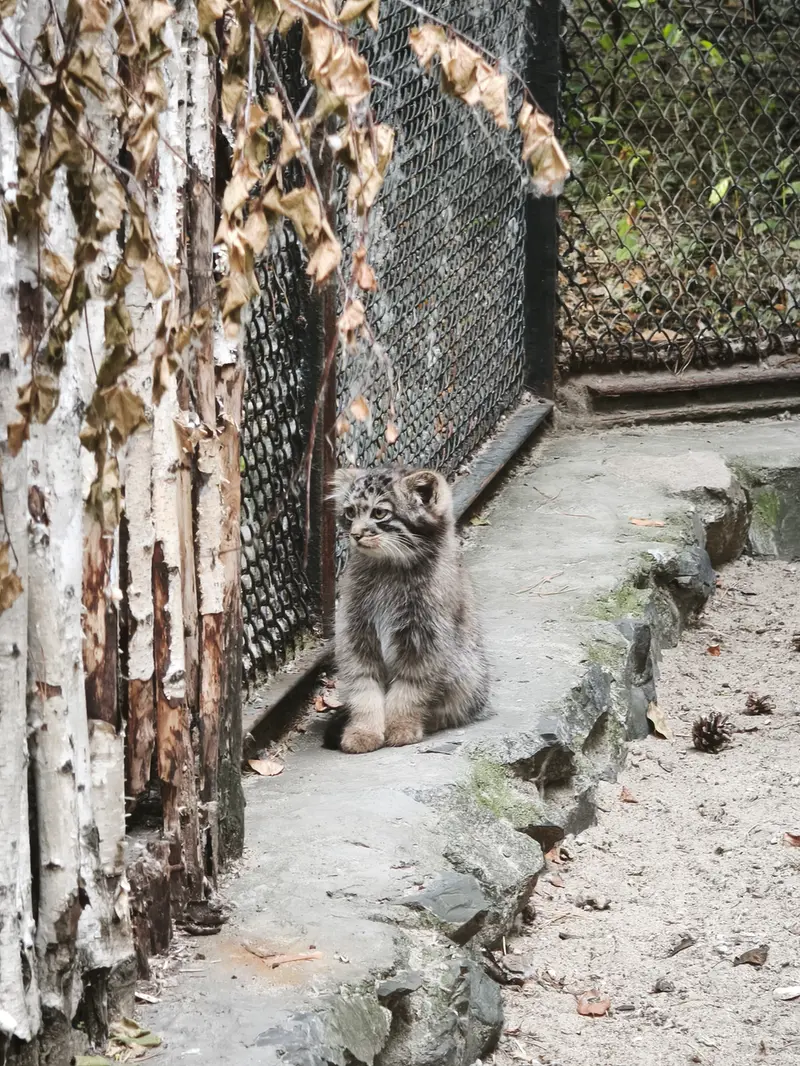 A photograph of Kitten of Adele b.2026 Ⅰ in Novosibirsk Zoo