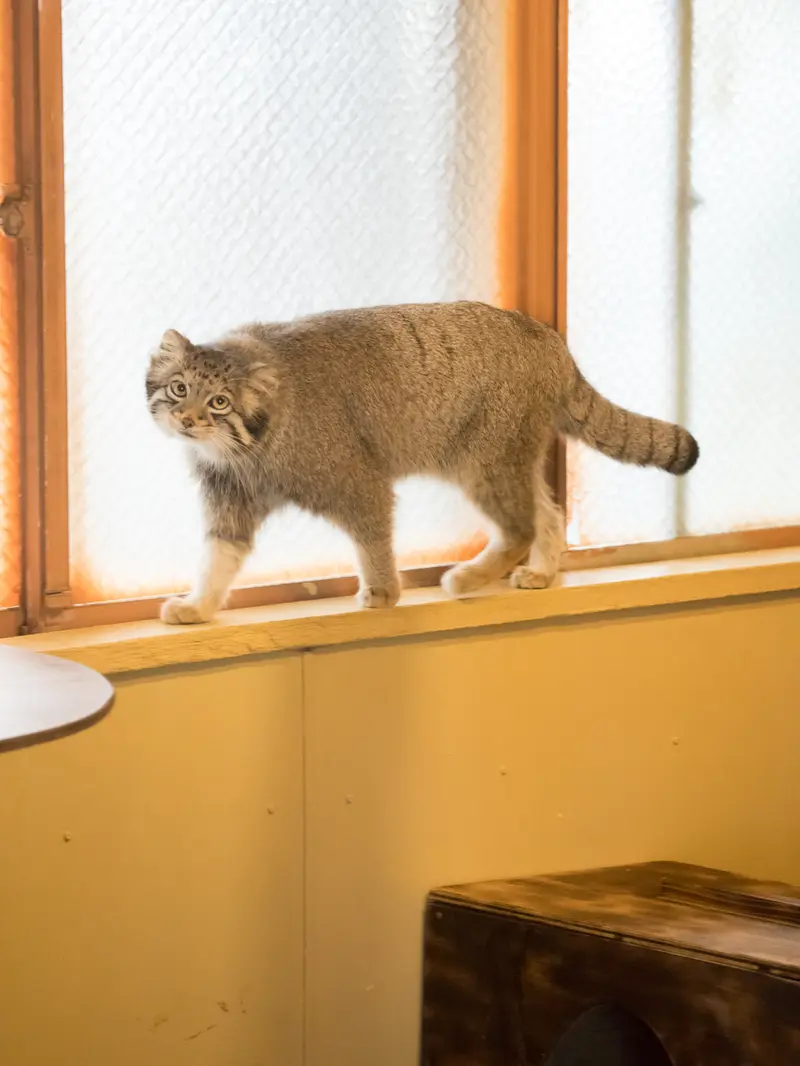 A photograph of Oto in Saitama Children's Zoo