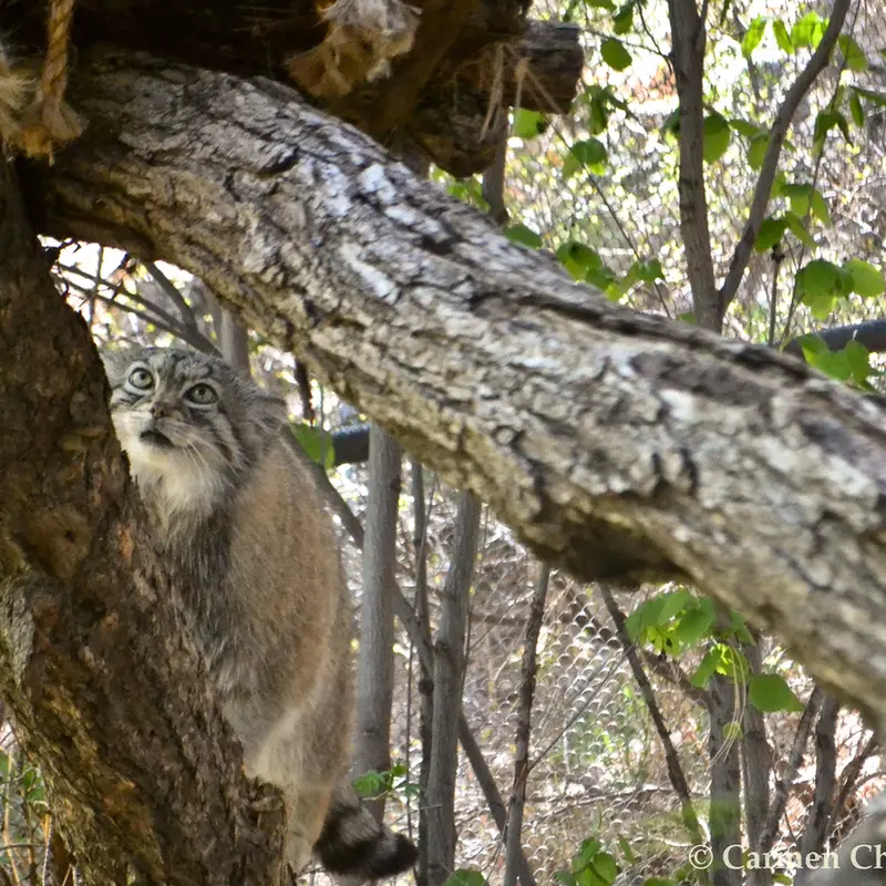 A photograph of Red in Cheyenne Mountain Zoo