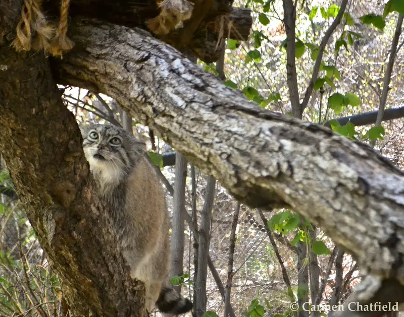 A photograph of Red in Cheyenne Mountain Zoo