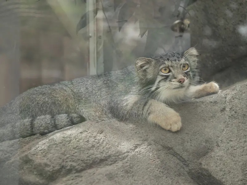A photograph of Oto in Kobe Animal Kingdom