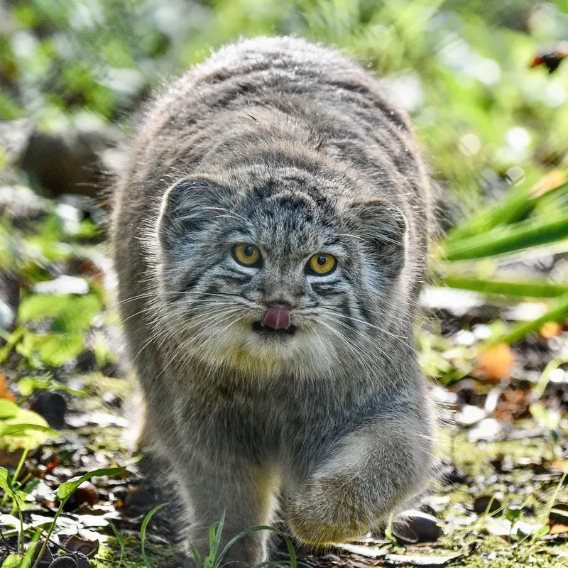 A photograph of Bat-Erdene in Port Lympne Wild Animal Park