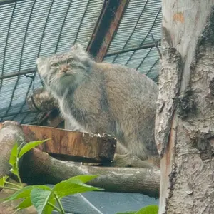 A photograph of Duchess in Edinburgh Zoo