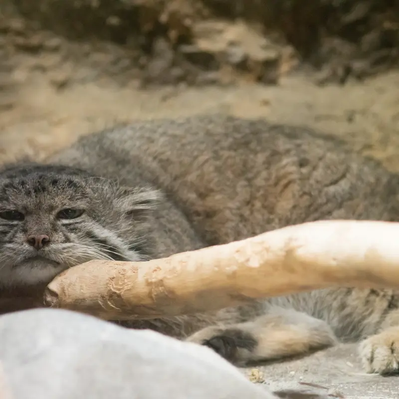 A photograph of Klyon in Ueno Zoological Gardens