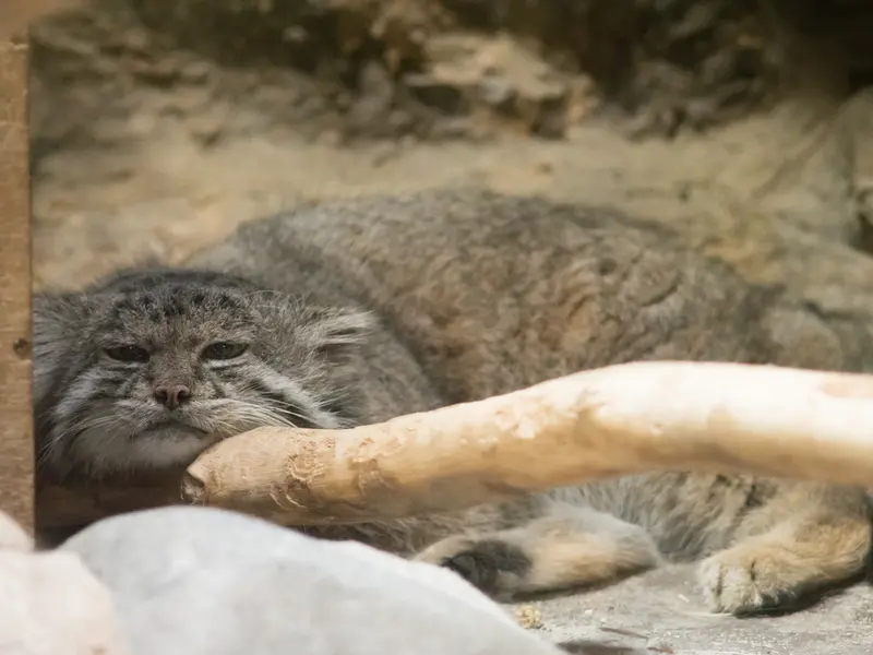 A photograph of Klyon in Ueno Zoological Gardens