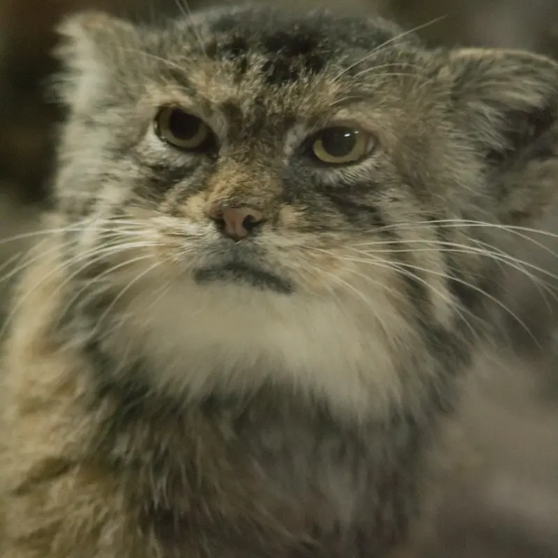 A photograph of Primula in Ueno Zoological Gardens