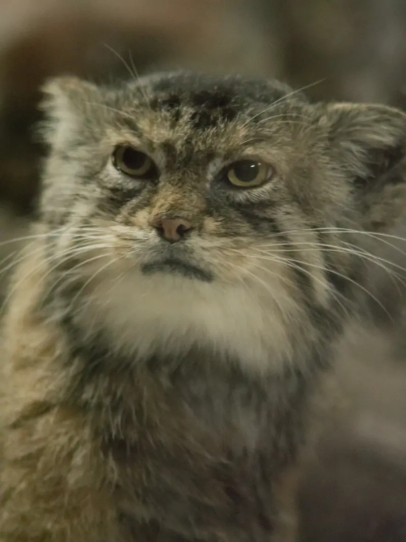 A photograph of Primula in Ueno Zoological Gardens