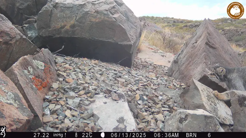 A photograph of Otocolobus manul manul from Kiikbai camera trap