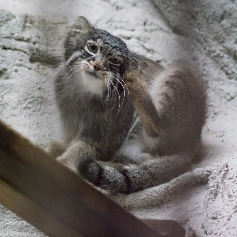A photograph of Figa in Nogeyama Zoo