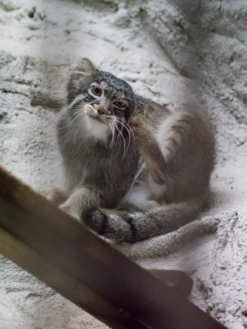A photograph of Figa in Nogeyama Zoo