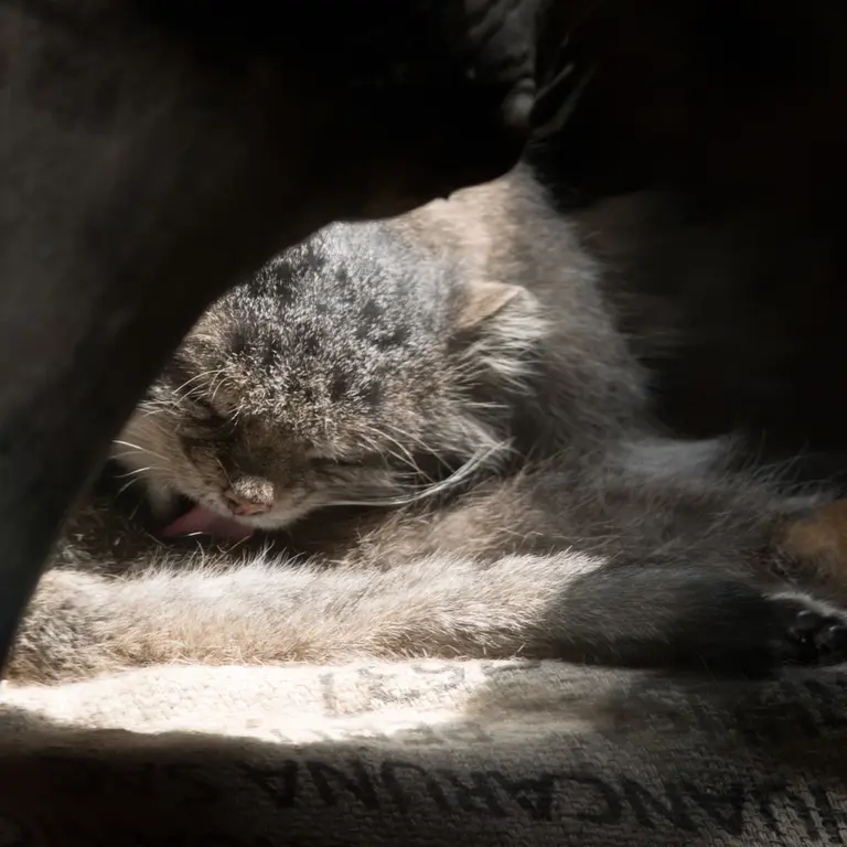 A photograph of Klyon in Ueno Zoological Gardens
