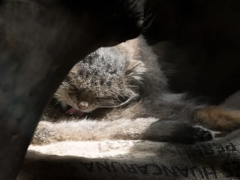 A photograph of Klyon in Ueno Zoological Gardens